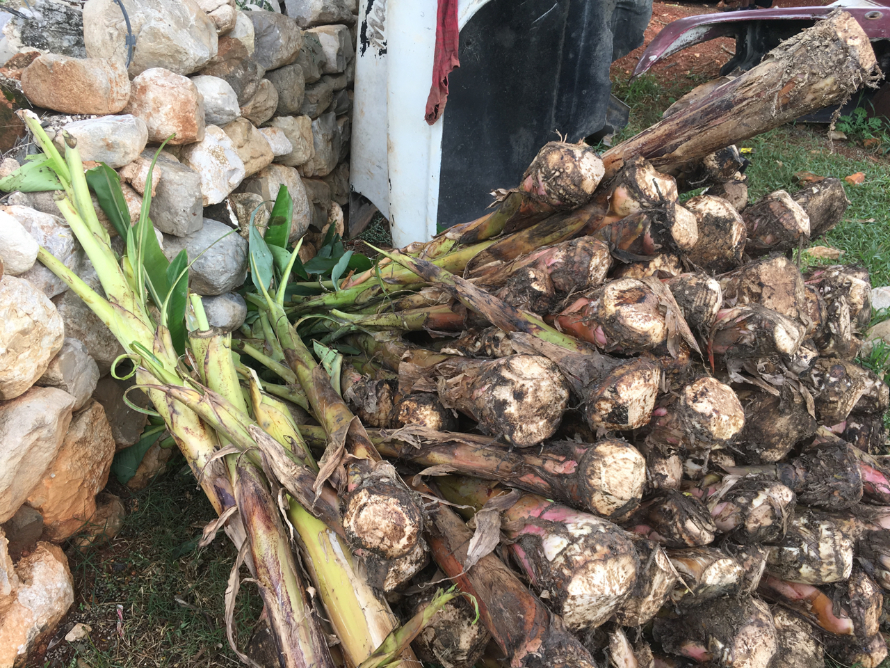 Banana starts for farmers